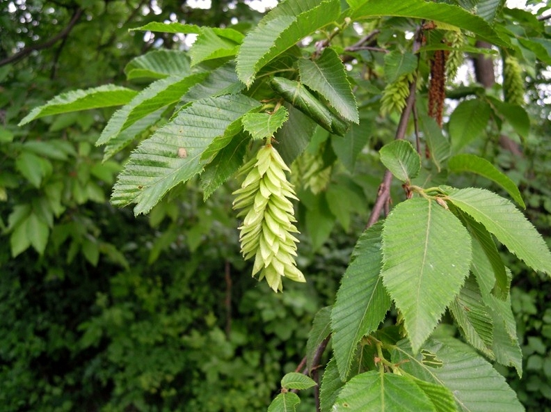 Ostrya carpinifolia / Carpino nero